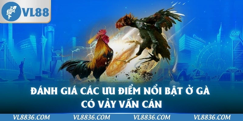 Đánh giá các ưu điểm nổi bật ở gà có vảy vấn cán
