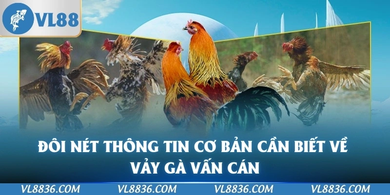 Đôi nét thông tin cơ bản cần biết về vảy gà vấn cán