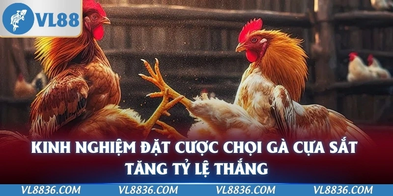 Kinh nghiệm đặt cược chọi gà cựa sắt tăng tỷ lệ thắng