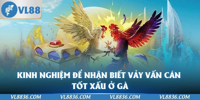 Kinh nghiệm để nhận biết vảy vấn cán tốt xấu ở gà
