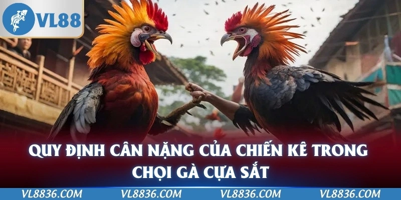Quy định cân nặng của chiến kê trong chọi gà cựa sắt