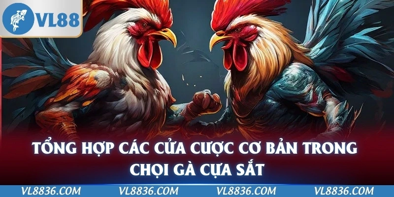Tổng hợp các cửa cược cơ bản trong chọi gà cựa sắt