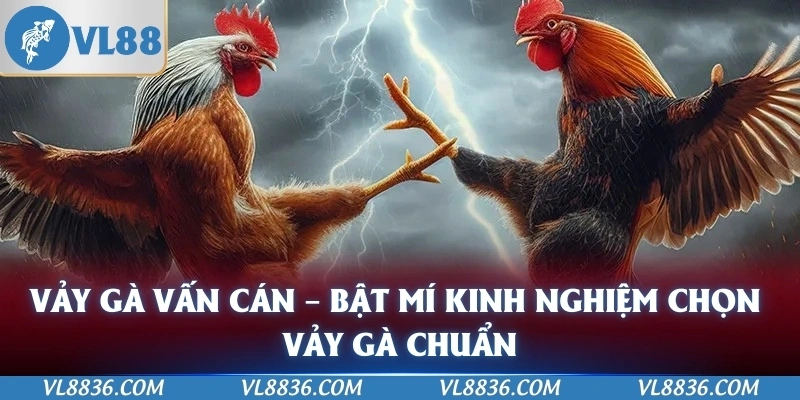 Vảy Gà Vấn Cán – Bật Mí Kinh Nghiệm Chọn Vảy Gà Chuẩn