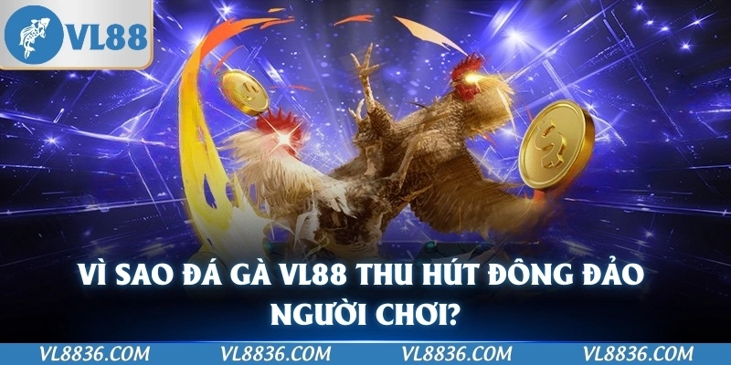 Vì sao đá gà VL88 thu hút đông đảo người chơi?